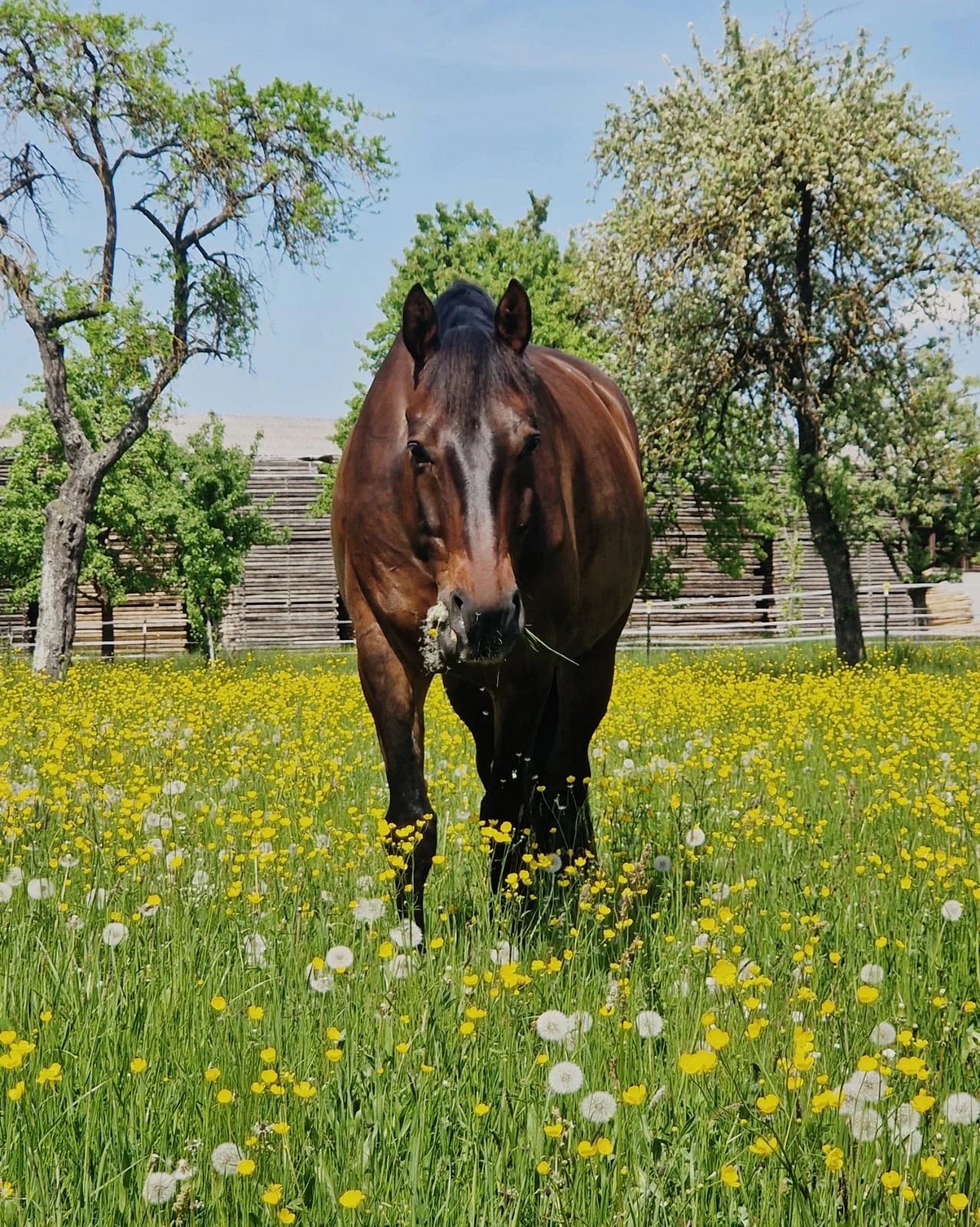 Pferd auf Blumenwiese