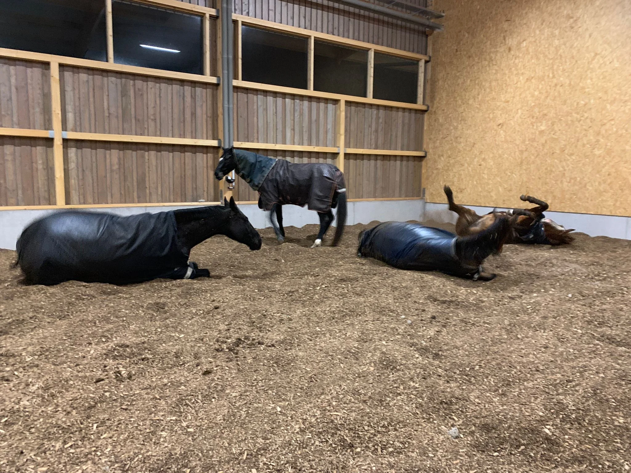 Pferde in der Liegehalle