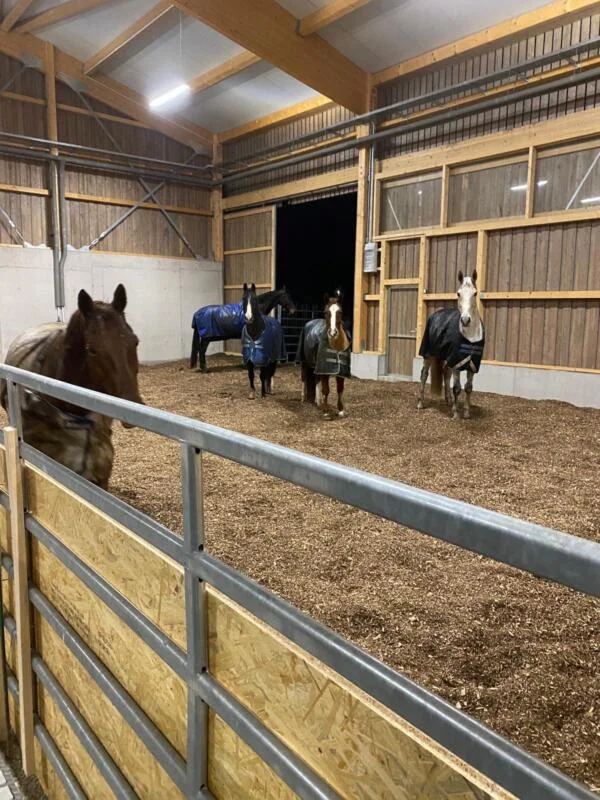 Liegehalle Innenansicht mit Pferden