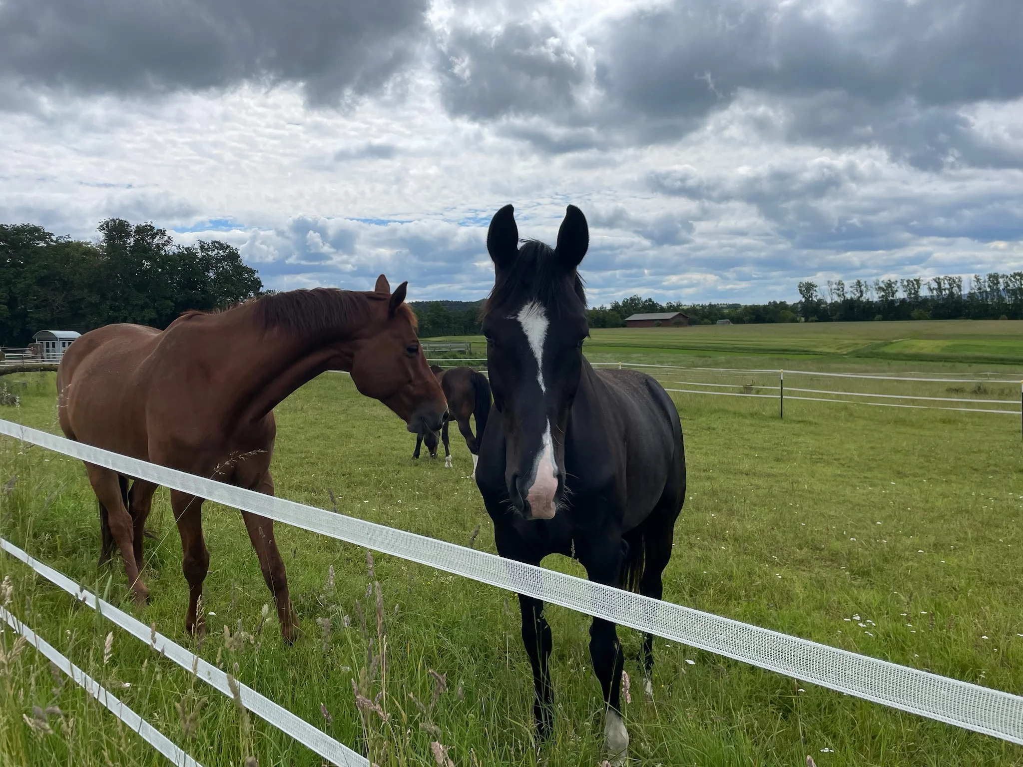 Weitläufige Koppeln mit Pferden